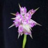 ORCHIDEES DU FENOUILLEDES