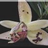 ORCHIDEES DU FENOUILLEDES