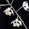 ORCHIDEES DU FENOUILLEDES