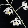 ORCHIDEES DU FENOUILLEDES