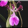 ORCHIDEES DU FENOUILLEDES