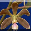 ORCHIDEES DU FENOUILLEDES
