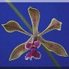 ORCHIDEES DU FENOUILLEDES