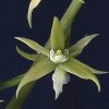 ORCHIDEES DU FENOUILLEDES