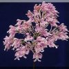 ORCHIDEES DU FENOUILLEDES