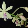ORCHIDEES DU FENOUILLEDES