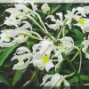 ORCHIDEES DU FENOUILLEDES