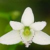 ORCHIDEES DU FENOUILLEDES