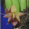 ORCHIDEES DU FENOUILLEDES