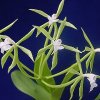 ORCHIDEES DU FENOUILLEDES