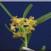 ORCHIDEES DU FENOUILLEDES