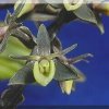 ORCHIDEES DU FENOUILLEDES