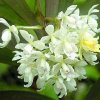 ORCHIDEES DU FENOUILLEDES