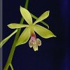 ORCHIDEES DU FENOUILLEDES
