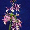 ORCHIDEES DU FENOUILLEDES