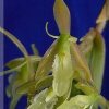 ORCHIDEES DU FENOUILLEDES