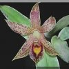 ORCHIDEES DU FENOUILLEDES