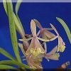 ORCHIDEES DU FENOUILLEDES