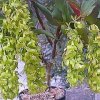 ORCHIDEES DU FENOUILLEDES
