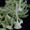 ORCHIDEES DU FENOUILLEDES