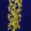 ORCHIDEES DU FENOUILLEDES