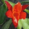 ORCHIDEES DU FENOUILLEDES