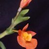 ORCHIDEES DU FENOUILLEDES