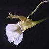ORCHIDEES DU FENOUILLEDES
