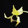 ORCHIDEES DU FENOUILLEDES