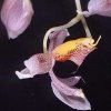 ORCHIDEES DU FENOUILLEDES