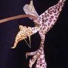 ORCHIDEES DU FENOUILLEDES
