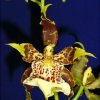 ORCHIDEES DU FENOUILLEDES
