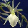 ORCHIDEES DU FENOUILLEDES