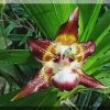 ORCHIDEES DU FENOUILLEDES