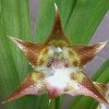 ORCHIDEES DU FENOUILLEDES