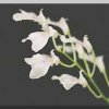ORCHIDEES DU FENOUILLEDES