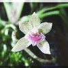 ORCHIDEES DU FENOUILLEDES