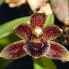 ORCHIDEES DU FENOUILLEDES