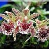 ORCHIDEES DU FENOUILLEDES