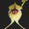 ORCHIDEES DU FENOUILLEDES