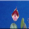 ORCHIDEES DU FENOUILLEDES