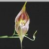 ORCHIDEES DU FENOUILLEDES
