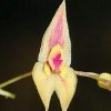 ORCHIDEES DU FENOUILLEDES