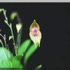 ORCHIDEES DU FENOUILLEDES