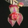 ORCHIDEES DU FENOUILLEDES