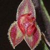 ORCHIDEES DU FENOUILLEDES
