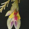 ORCHIDEES DU FENOUILLEDES