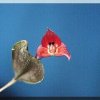 ORCHIDEES DU FENOUILLEDES