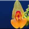 ORCHIDEES DU FENOUILLEDES