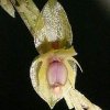 ORCHIDEES DU FENOUILLEDES